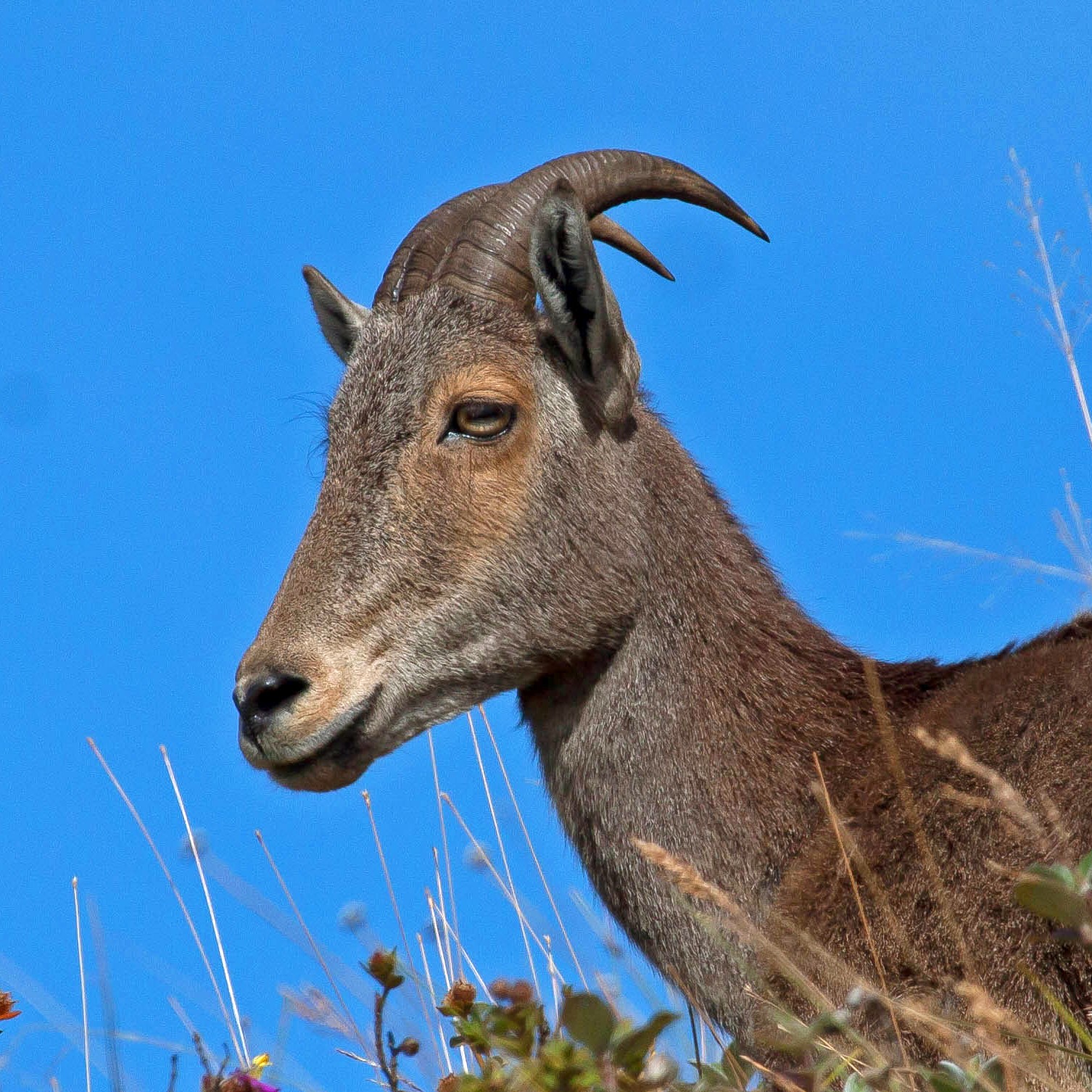 Nilgiri Tahr